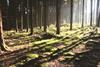 ​Denmark must make forestry more appealing for investors, says IPD