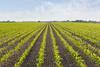 From Diets to Tech- The Opportunity in Sustainable Agriculture
