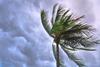 storm beach palm tree
