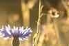 Investors dissect ISSB’s take on nature
