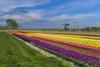 tulip fields windmill netherlands