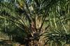 Palm plantation