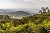 Latin America forestry owned by New Forests