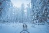 Dog sled-dennis-zhang-CeH6kaEhlCQ-unsplash