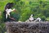 Birds in nest storks