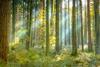 Premier Miton Diversified Sustainable Growth Fund: why sustainable forests?