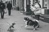 Dogs being walked
