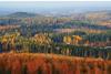 Forests in Finland