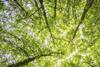Green Bonds Growing In Europe