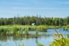 Biodiversity, wetlands in Belgium – unsplash