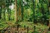 IIGCC announces launch of investor platform to tackle deforestation risk