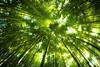 asia-ex-japan-trees