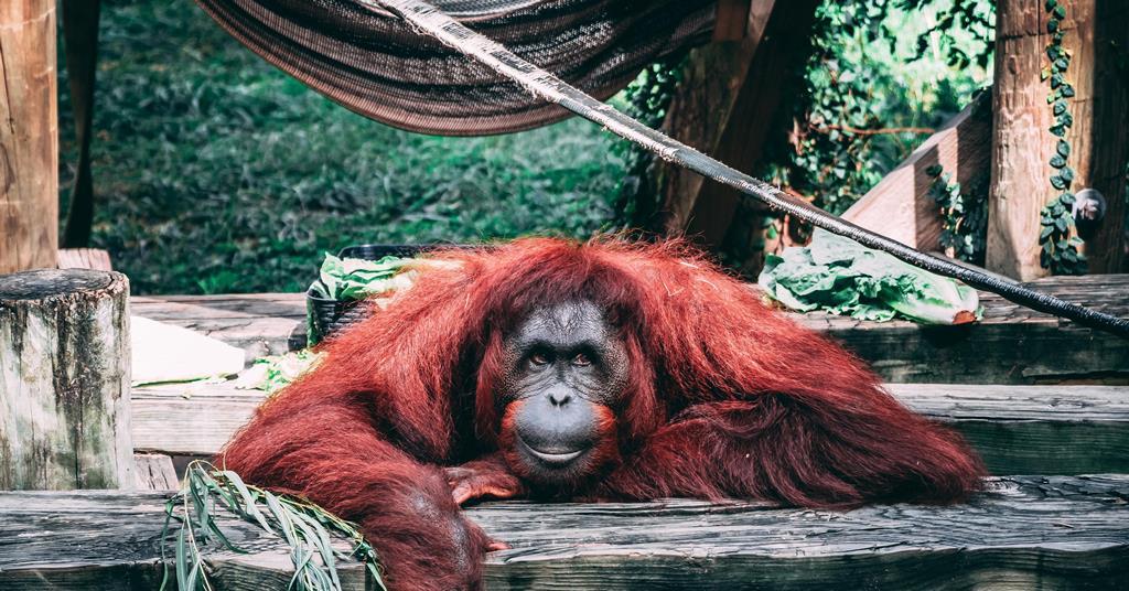 ​Norsk statsfond forbyr PowerChina på grunn av trussel mot orangutanger |  Nyheter