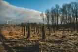 Deforestation_Credit Pexels