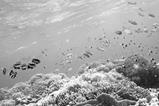 Waves ecosystem biodiversity