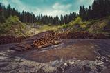 Deforestation