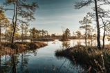 Peetland, Forest