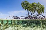 Nature trees water blue sky