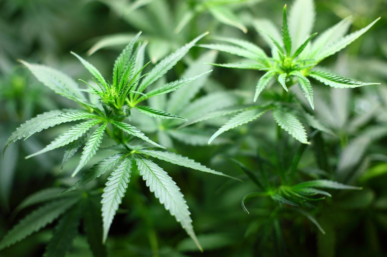 Norway's SWF dumps €139m of cannabis stocks after ...