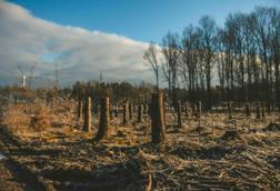 Deforestation_Credit Pexels