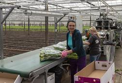 horticulture workers in a greenhouse in the netherlands