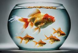 big and small gold fish in bowl