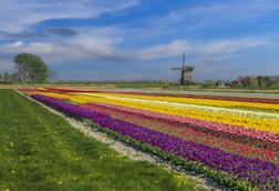 tulip fields windmill netherlands