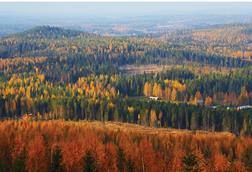 Forests in Finland