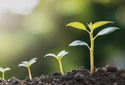 growth