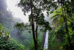 nature-forest-waterfall-jungle-2079
