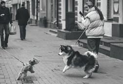 Dogs being walked