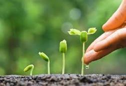 seedling-impact-investing