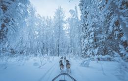 Dog sled-dennis-zhang-CeH6kaEhlCQ-unsplash