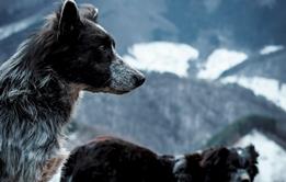 Mountain dogs