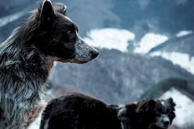 Mountain dogs