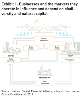 Businesses and the markets they operate in influence and depend on biodiversity and natural capital