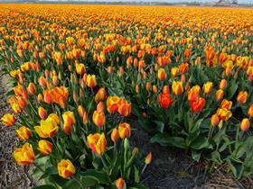 A Dutch tulip field