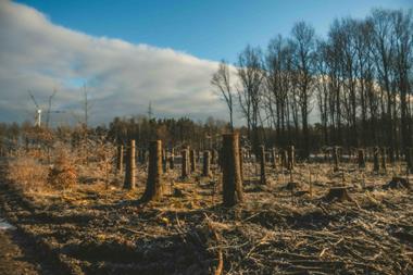Deforestation_Credit Pexels