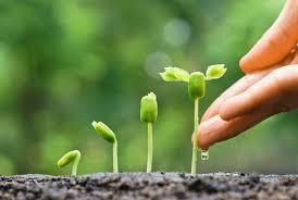 seedling-impact-investing