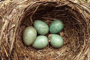 Five green eggs in a nest