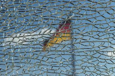 German flag behind cracked glass