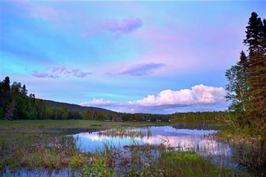 peatlands marshes