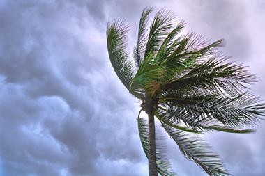 storm beach palm tree