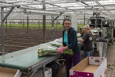 horticulture workers in a greenhouse in the netherlands