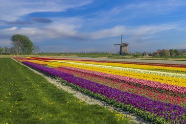 tulip fields windmill netherlands