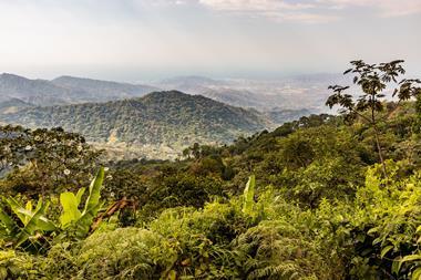 Latin America forestry owned by New Forests