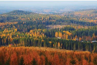 Forests in Finland