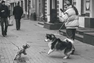 Dogs being walked