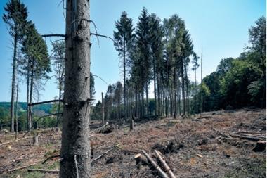 Spruce forests across central Europe have been ravaged by bark beetles