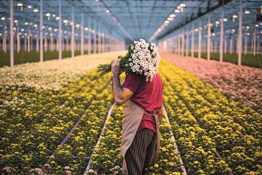 Flower cultivation - Photo- Lorado, iStock